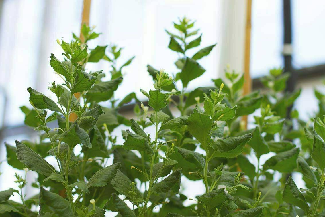 Newcotiana_greenhouse9-1134x760|unnamed